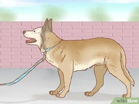 Вылечите собаку от укуса змеи в Австралии Шаг 6