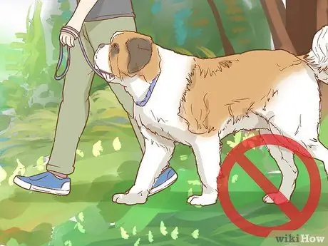 Вылечите собаку от укуса змеи в Австралии Шаг 7