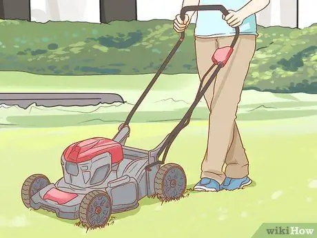 Вылечите собаку от укуса змеи в Австралии Шаг 8