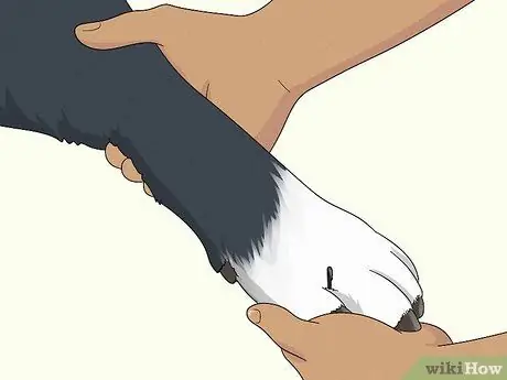 Лечить хромоту у собак Шаг 1