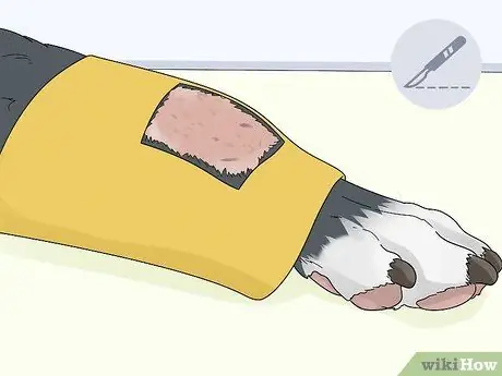 Лечить хромоту у собак Шаг 11