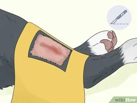 Лечить хромоту у собак Шаг 13