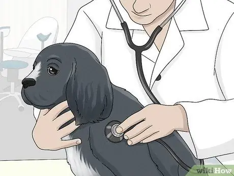 Лечить хромоту у собак Шаг 14