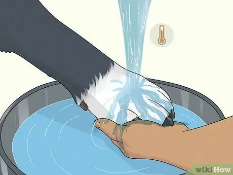 Лечить хромоту у собак Шаг 3