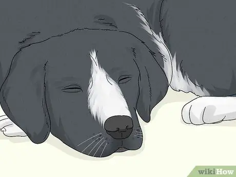 Лечить хромоту у собак Шаг 4