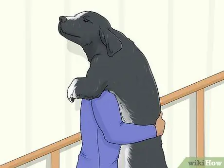 Лечить хромоту у собак Шаг 5