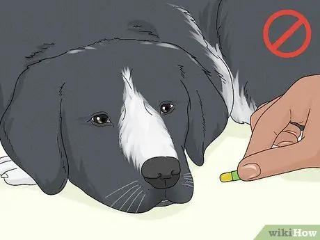 Лечить хромоту у собак Шаг 6