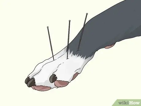 Лечить хромоту у собак Шаг 9