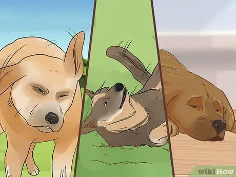 Управление диабетом у пожилых собак Шаг 10