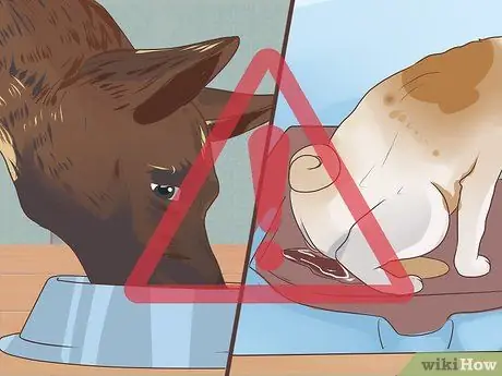 Управление диабетом у пожилых собак Шаг 3