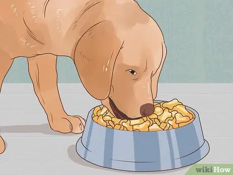 Управление диабетом у пожилых собак Шаг 6