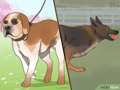 Управление диабетом у пожилых собак Шаг 7