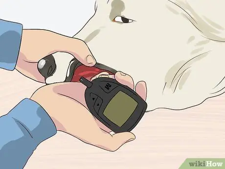 Управление диабетом у пожилых собак Шаг 9