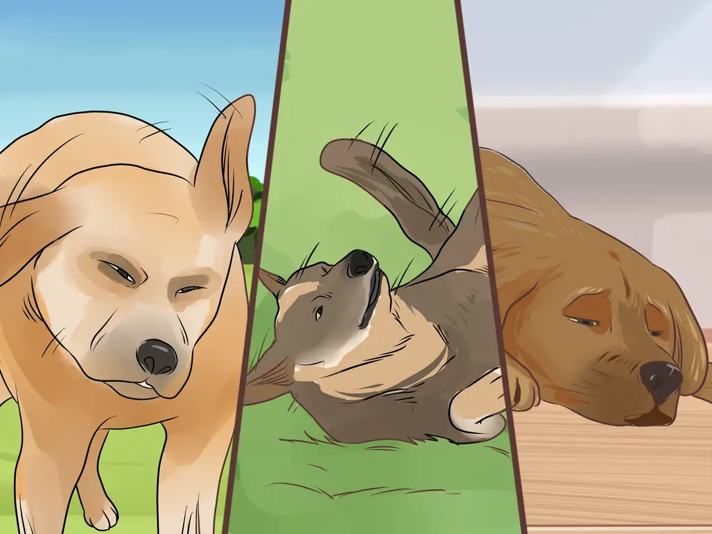 3 способа борьбы с диабетом у пожилых собак