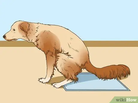 Управление когнитивной дисфункцией у пожилых собак Шаг 11