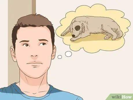 Управление когнитивной дисфункцией у пожилых собак Шаг 12