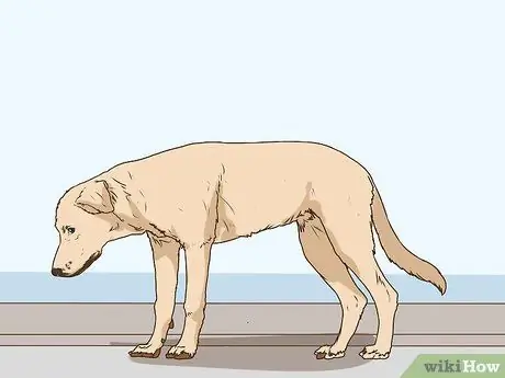 Управлять когнитивной дисфункцией у пожилых собак Шаг 13