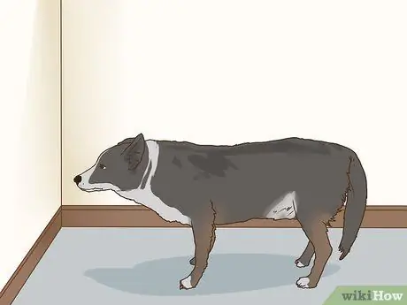 Управление когнитивной дисфункцией у пожилых собак Шаг 14