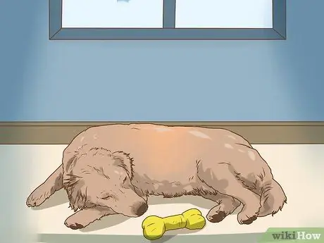 Управление когнитивной дисфункцией у пожилых собак Шаг 15