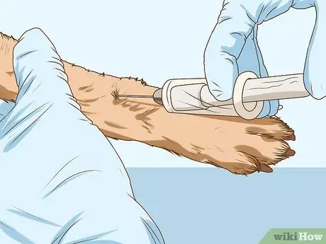 Управление когнитивной дисфункцией у пожилых собак Шаг 3