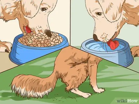 Управление когнитивной дисфункцией у пожилых собак Шаг 6