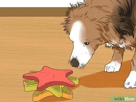 Управление когнитивной дисфункцией у пожилых собак Шаг 9