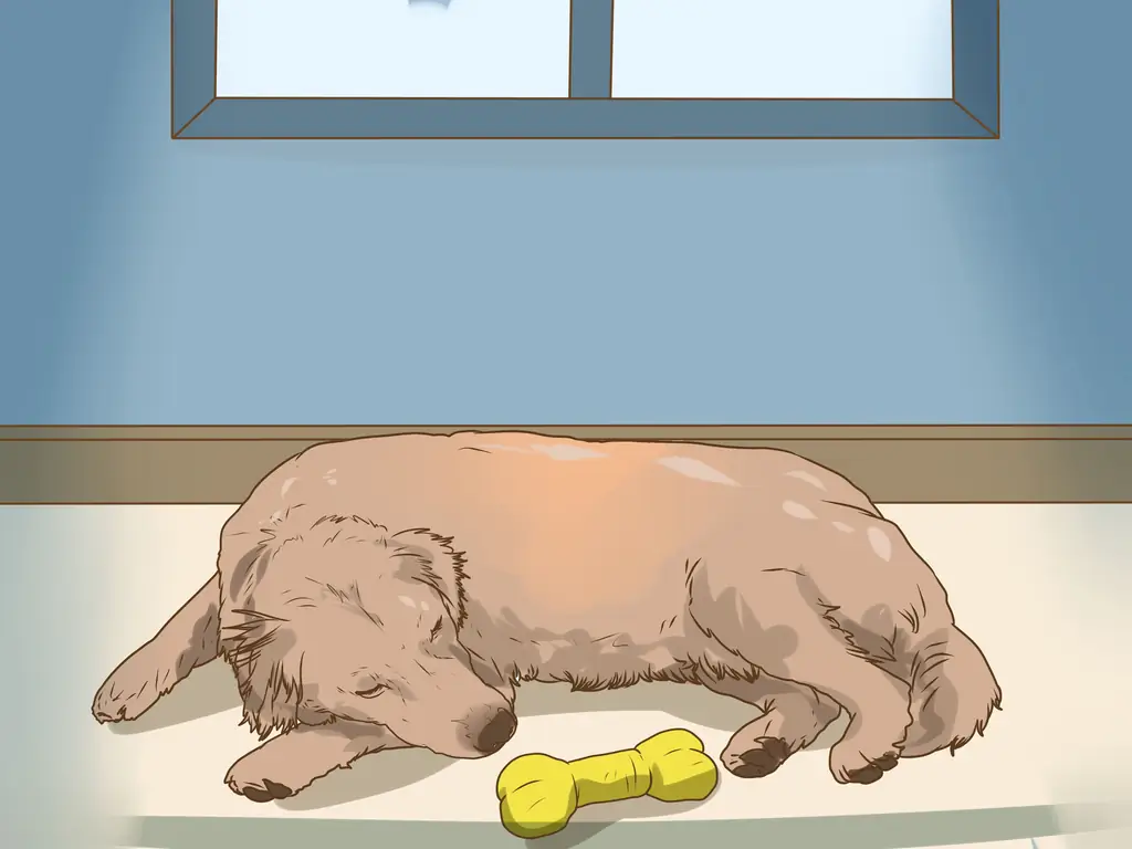 3 способа управления когнитивной дисфункцией у пожилых собак