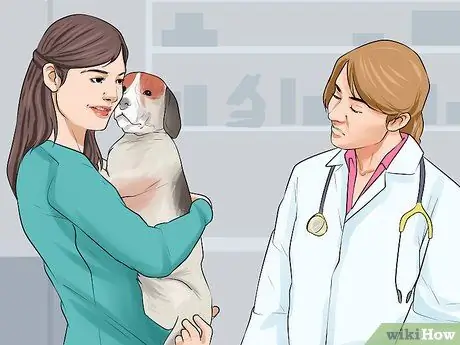 Лечить Пику у пожилых собак Шаг 1