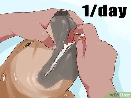 Лечите деменцию у собак с помощью аниприла, шаг 2