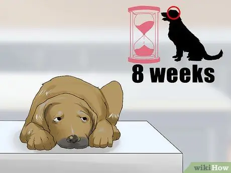 Лечите деменцию у собак с помощью аниприла Шаг 4