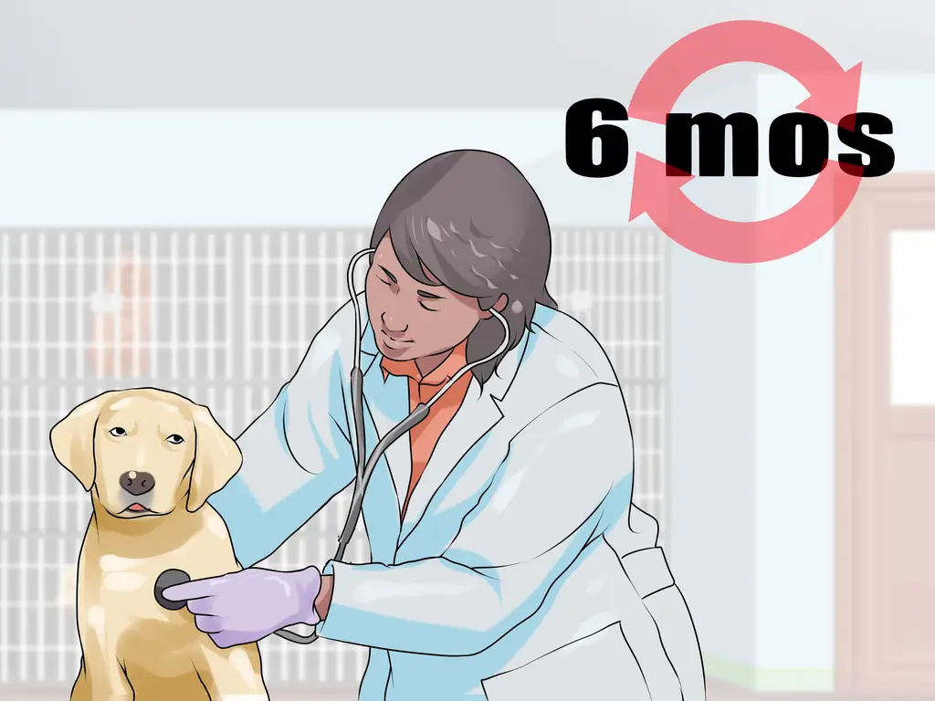 Как лечить деменцию у собак с помощью аниприла: 8 шагов (с иллюстрациями)