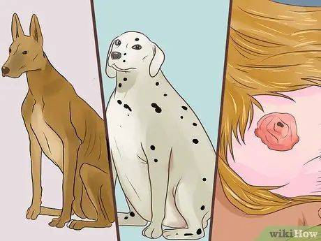 Диагностика метаболического заболевания у пожилых собак Шаг 1