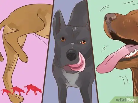 Диагностика метаболического заболевания у пожилых собак Шаг 12