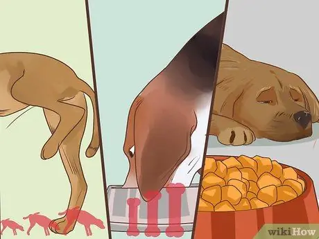 Диагностика метаболического заболевания у пожилых собак Шаг 2