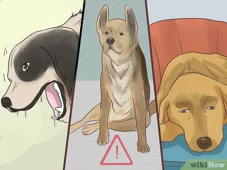 Диагностика метаболического заболевания у пожилых собак Шаг 3