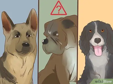 Диагностика метаболического заболевания у пожилых собак Шаг 4