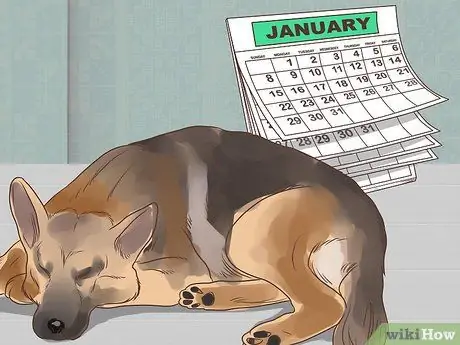 Диагностика метаболического заболевания у пожилых собак Шаг 5