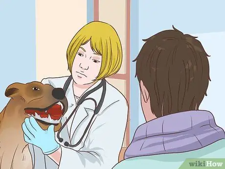 Диагностика метаболического заболевания у пожилых собак Шаг 6