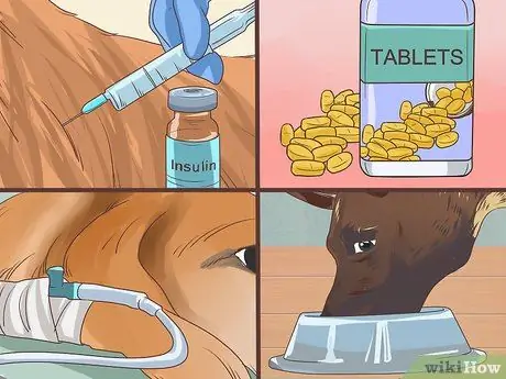 Диагностика метаболического заболевания у пожилых собак Шаг 9