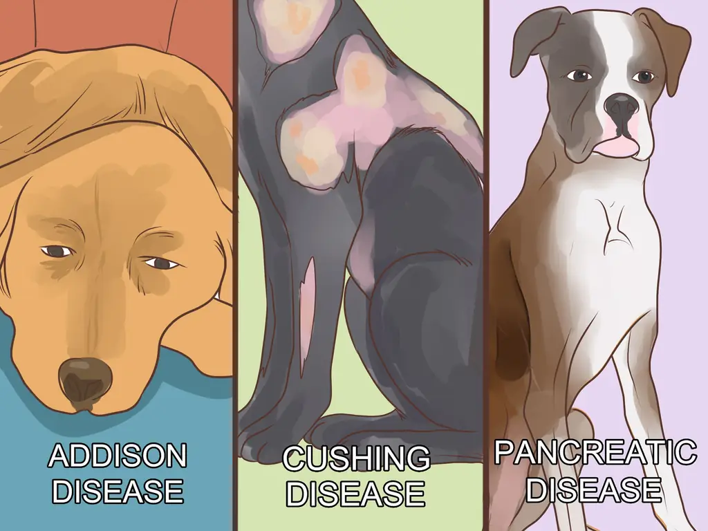 3 способа диагностики метаболических заболеваний у пожилых собак