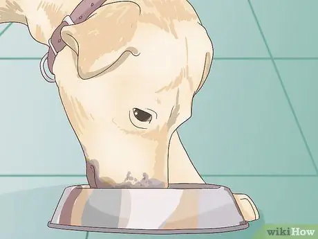 Покормите пожилую собаку с болезнью сердца Шаг 3