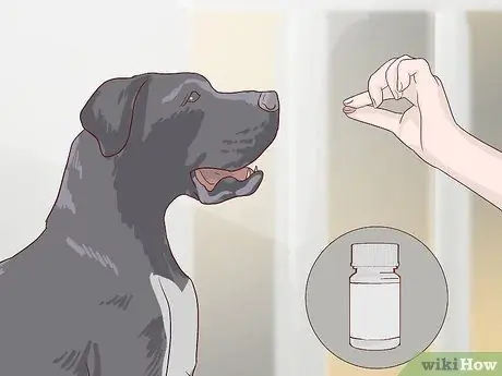 Покормите пожилую собаку с болезнью сердца Шаг 4