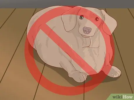 Покормите пожилую собаку с болезнью сердца Шаг 6