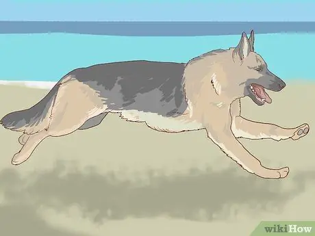 Покормите пожилую собаку с болезнью сердца Шаг 7