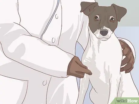 Покормите пожилую собаку с болезнью сердца Шаг 9