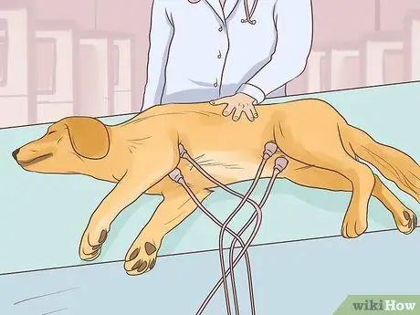 Диагностика сердечных заболеваний у пожилых собак Шаг 10