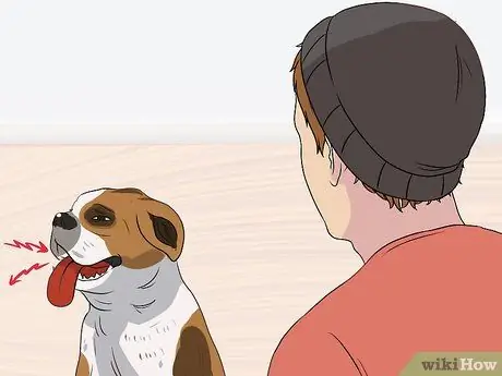 Диагностика сердечных заболеваний у пожилых собак Шаг 2