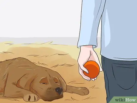 Диагностика сердечных заболеваний у пожилых собак Шаг 3