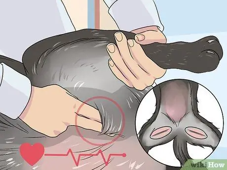 Диагностика сердечных заболеваний у пожилых собак Шаг 4