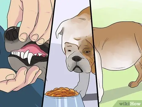 Диагностика сердечных заболеваний у пожилых собак Шаг 5